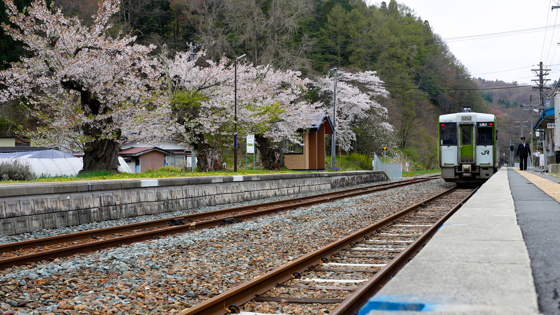 山田線と桜