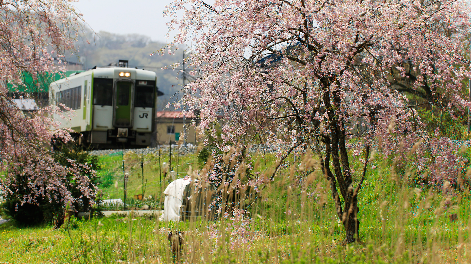山田線と桜