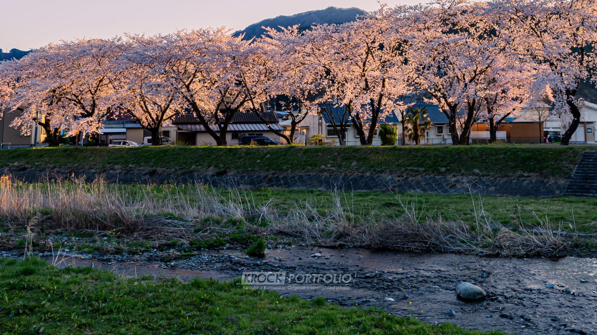 大船渡／立根川の桜並木